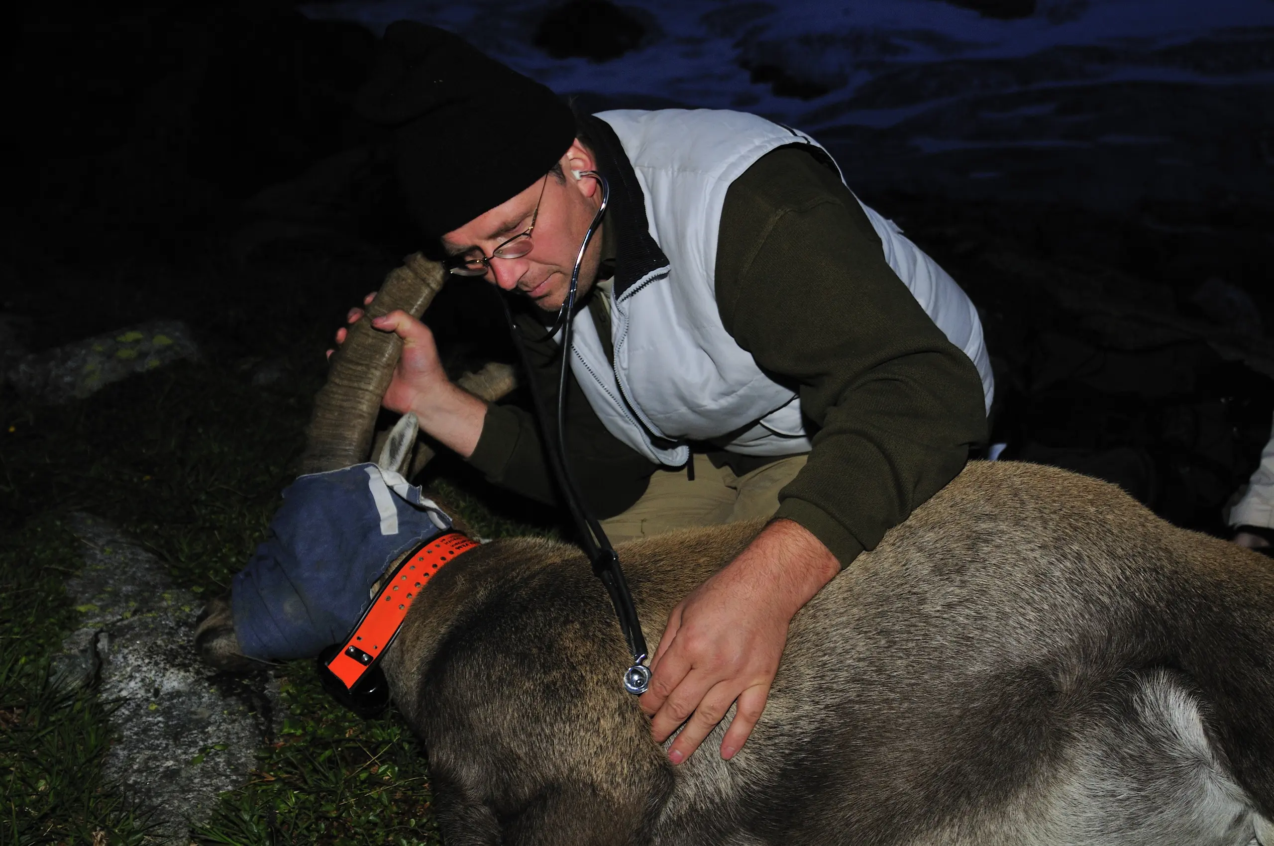 /service/gallery/Steinbock abend_020.jpg